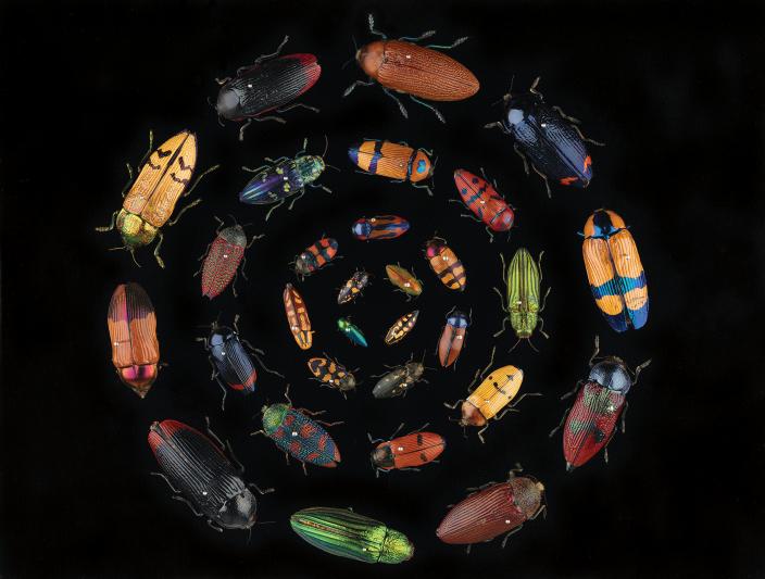 Beetles from the family Buprestidae