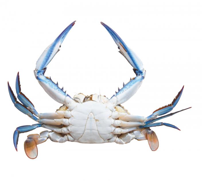 blue crab diagram