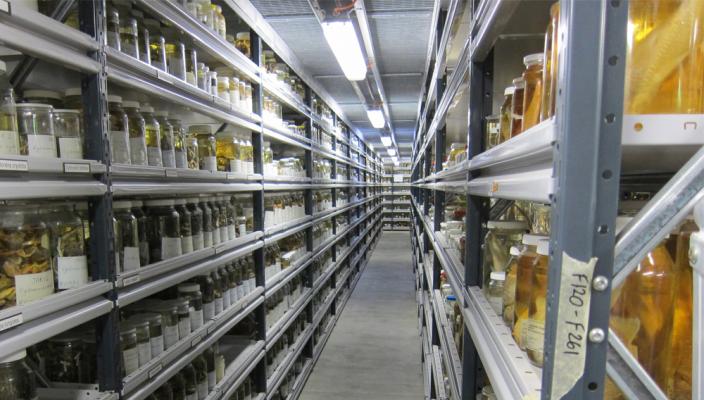 Inside the WA Museum Collections and Research Centre