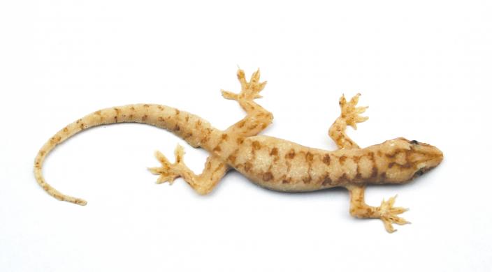 The gecko has travelled around the Indian Ocean to find new places to live