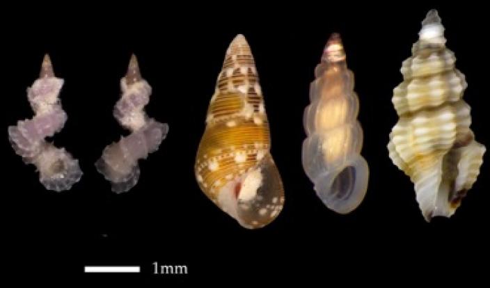 A picture containing animal, invertebrate, micro molluscs