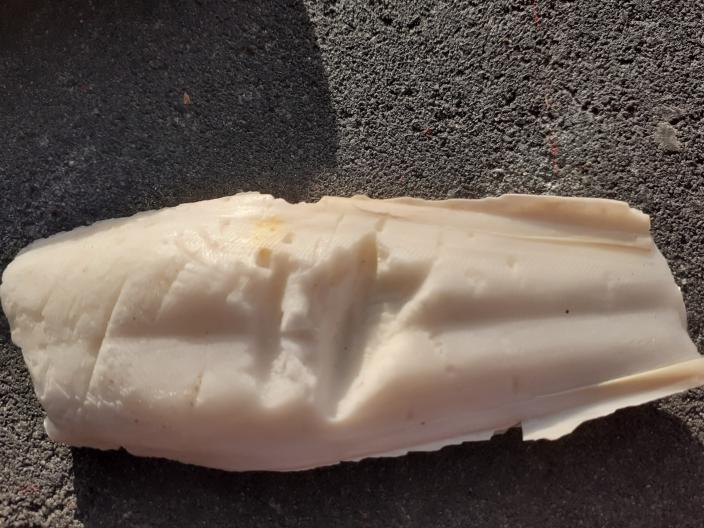 cuttlebone with shark tooth mark