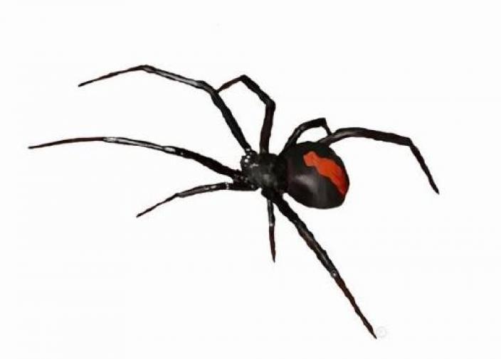 A black spider with red stripe.