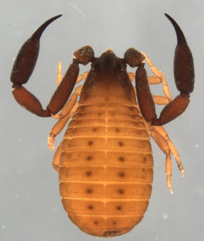 Synsphyronus christopherdarwini Harvey, 2012, from Charles Darwin Reserve, Weste