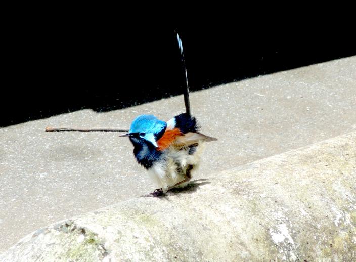 Image of a Red-winged Fairy Wren