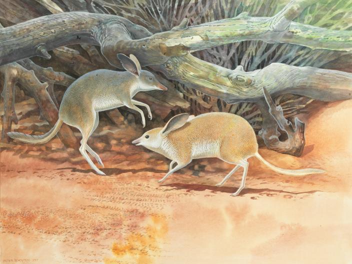 Illustration of two bandicoots, one is jumping