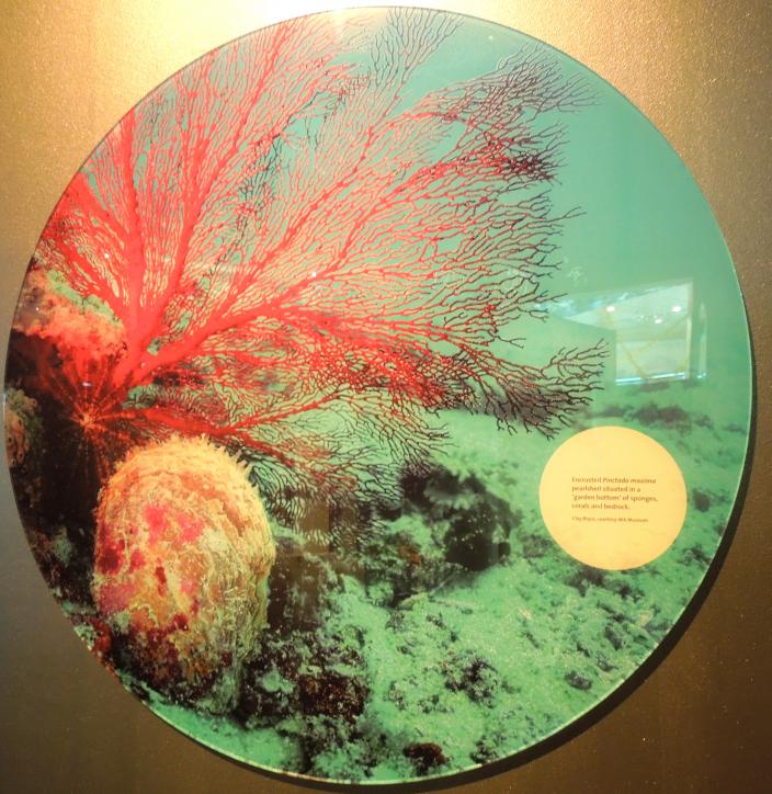 Image of a panel showing a Pearl Oyster shell on the ocean floor