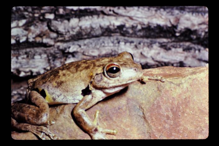 Image of a Northern Laughing Tree Frog