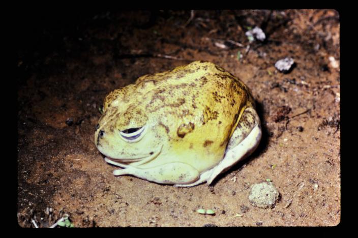 Image of a Wheatbelt Frog