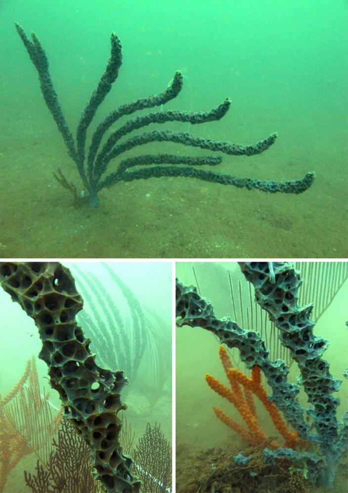 Ernstilla lacunosa (Henstchel, 1902) in the murky waters of the Pilbara coast. C