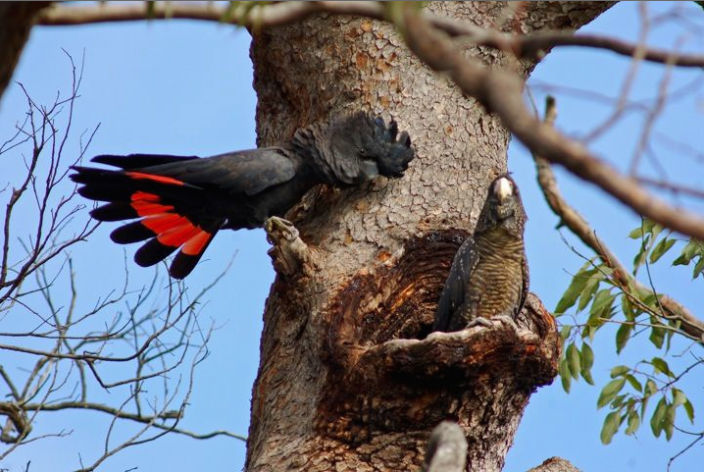 Image of a pair of Forest Red-tailed Black Cockatoos