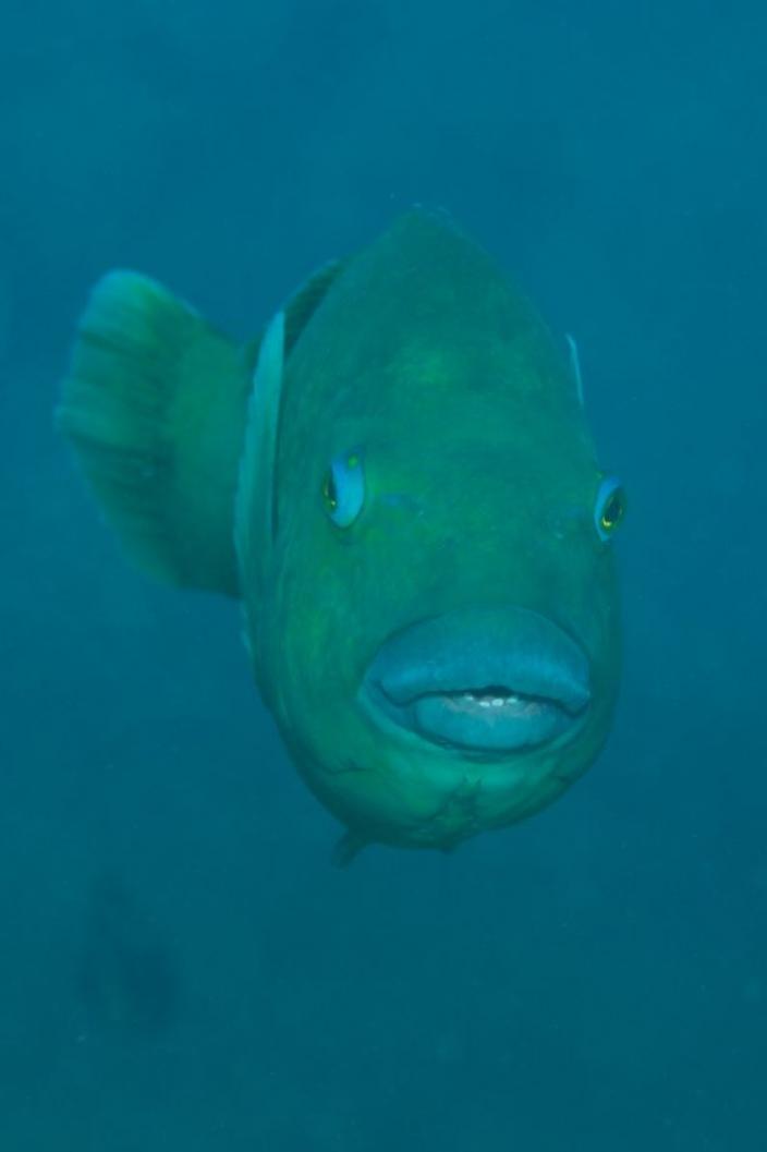 Female Western Blue Groper viewed directly front-on