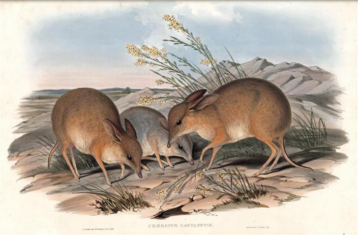 An artwork representing the Pig-footed Bandicoot, published in Gould’s Mammals o