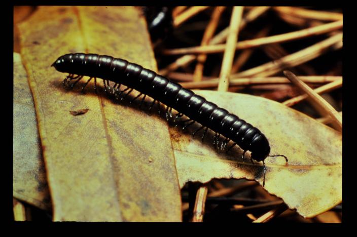 Image of a black shiny millipede crawling over leaf litter