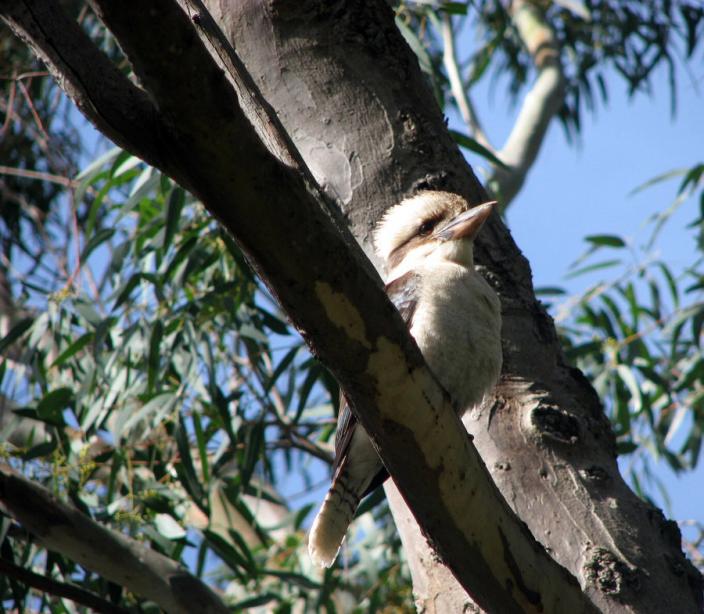 Image of a Laughing Kookaburra sitting in the branch of a tree