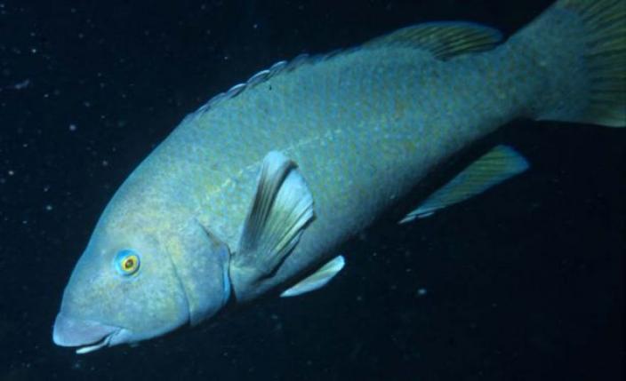 Male Western Blue Groper viewed in profile.