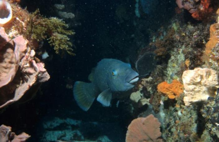 Western Blue Groper swimming on a reef