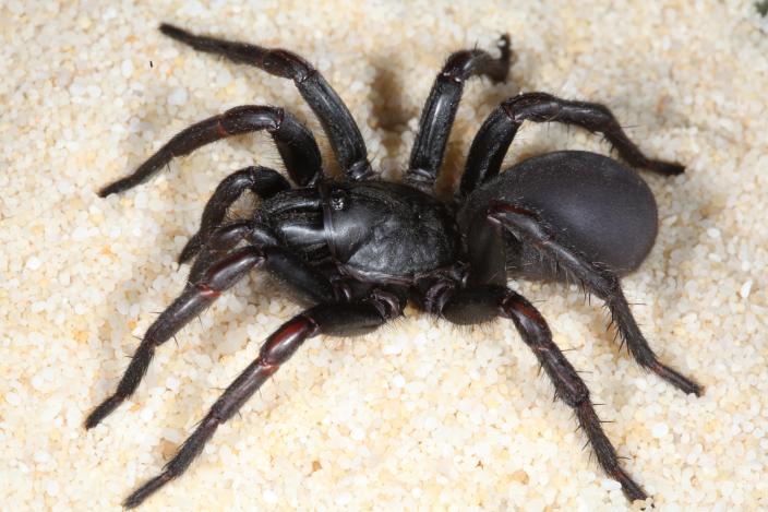 Spider