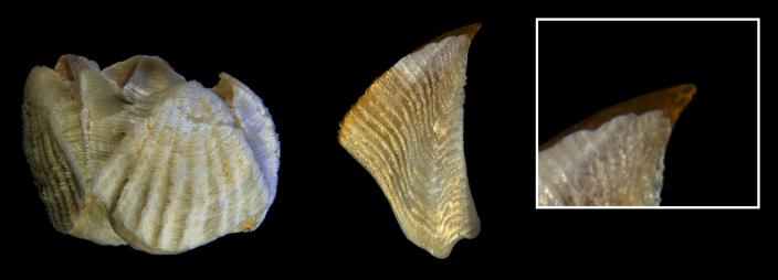 The shell and tergum (middle) of Euacasta acutaflava with a close up of the fing