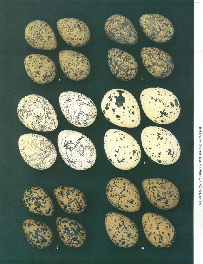 Egg Plate showing Masked Lapwing eggs among others