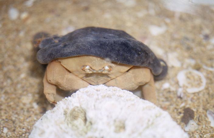 A living sponge crab, complete with camouflage hat