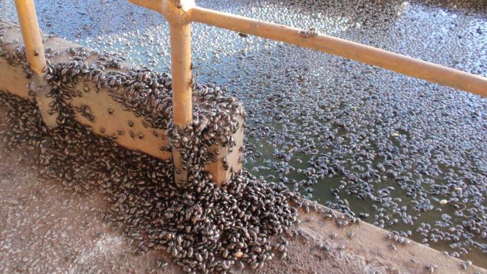 Thousands of shiny brown beetles swarm on the ground