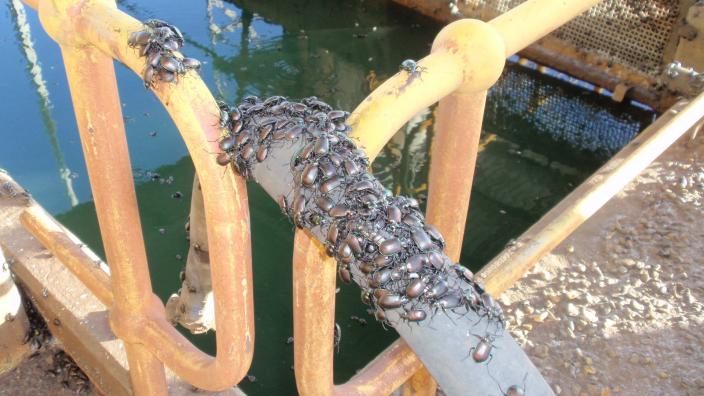 Beetles mass together on a pole