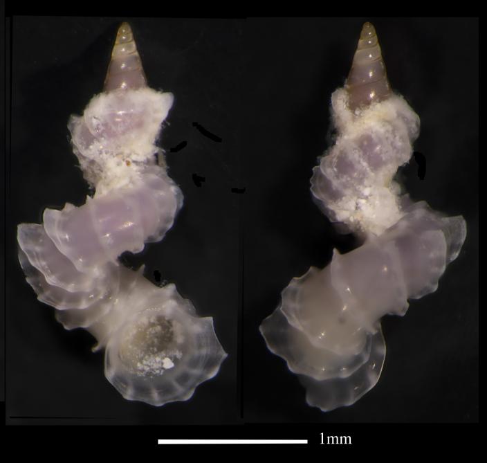 Image of a micromollusc. Woodside Collection Project (2009-2014)