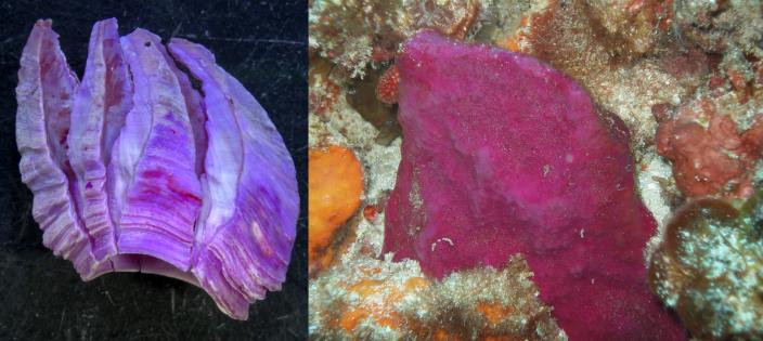 Left, the newly described Membranobalanus porphyrophilus. Right, the host sponge