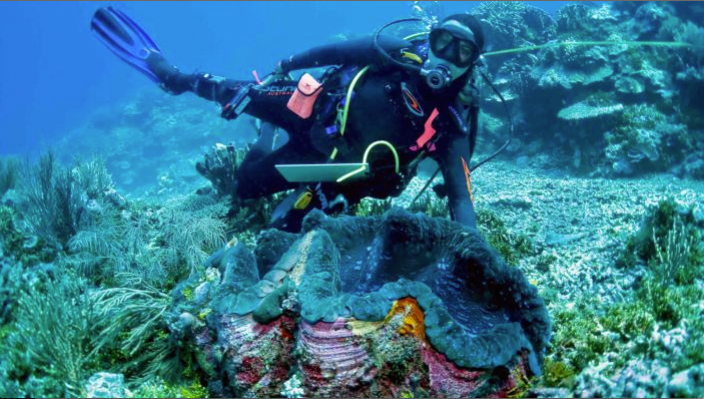 One of several species of Giant Clam, Tridacna gigas, from Ashmore Reef 