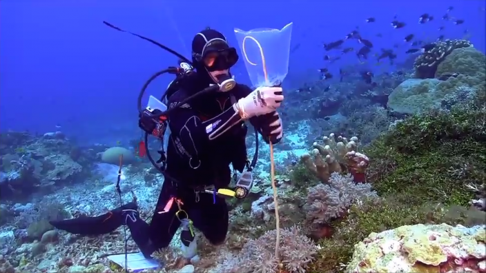 Image of a Diver collecting specimens for the Woodside Collection Project