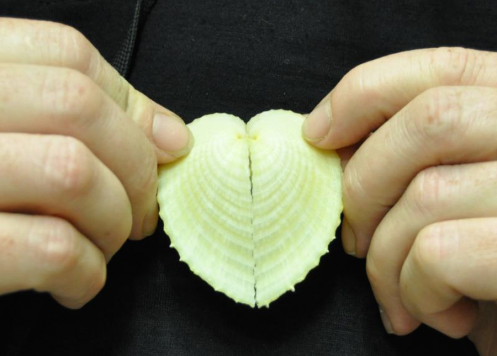 Image of Corculum cardissa, the heart cockle 