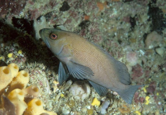 A small Breaksea Cod resting