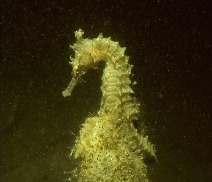 A live West Australian Seahorse