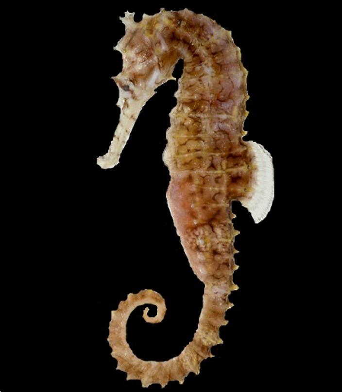 A preserved male specimen of the West Australian Seahorse