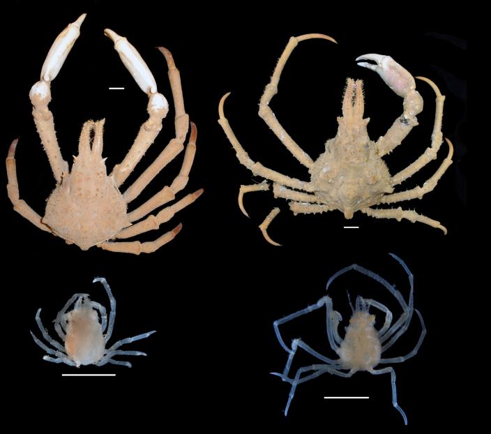 A new species of spider crab in northern Australia