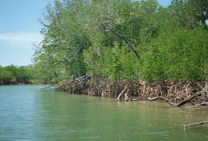 Image of Mangroves of the Dampier Archipelago.