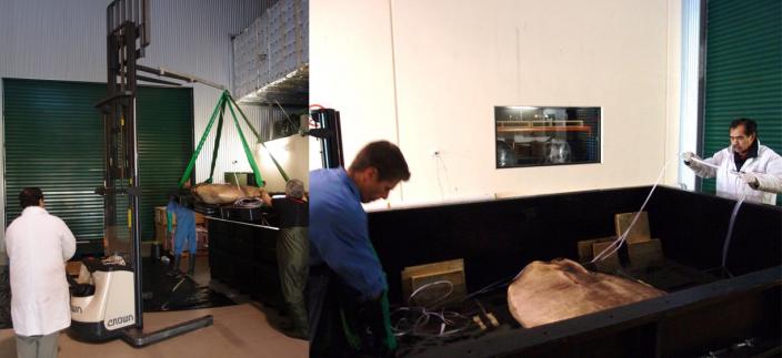 A forklift lifting the sunfish out of its tank of glycerol solution