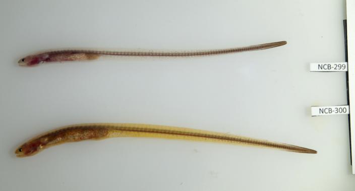 Picture of Two pearlfish found inside a sea cucumber.