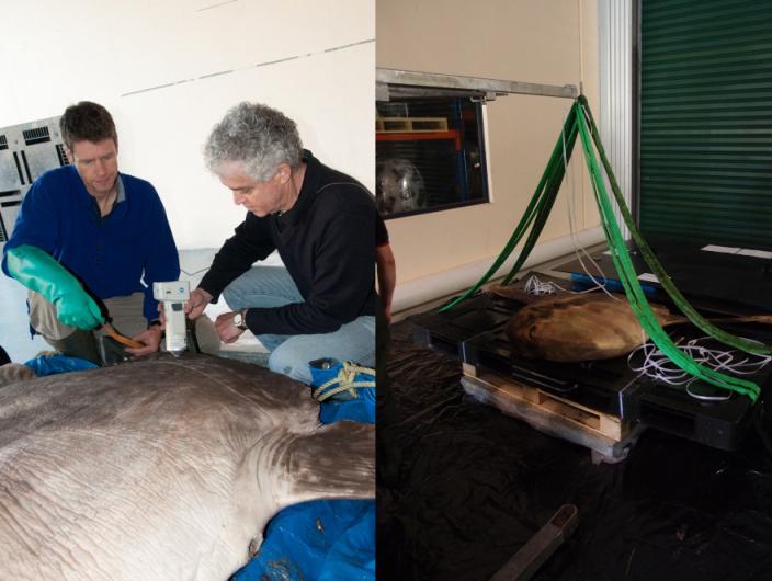 Performing conservation work on a preserved sunfish