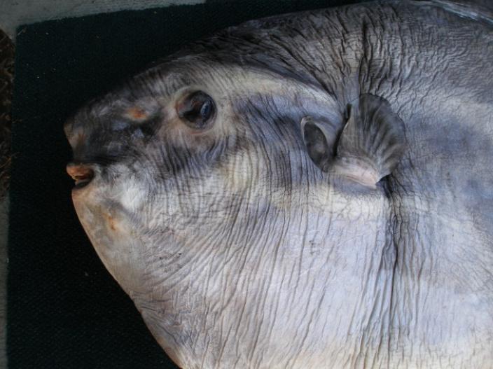 Close up photo of a sunfish's head