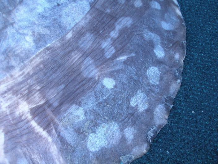 Close up photo of a sunfish's blunt tail