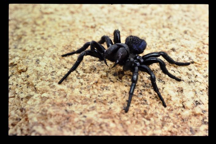 Image of a large black spider