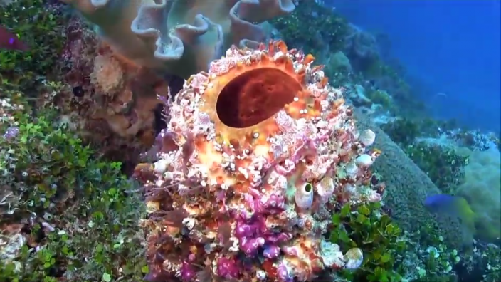 Image of part of a reef system in the Kimberley