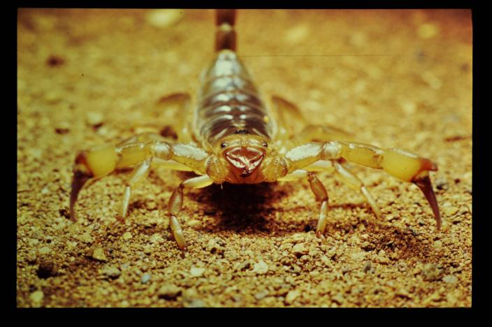 Front on image of a scorpion