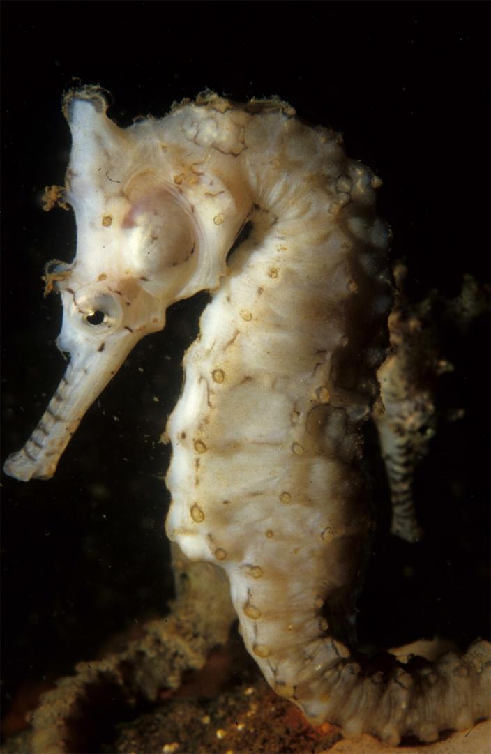 A female specimen of the West Australian Seahorse
