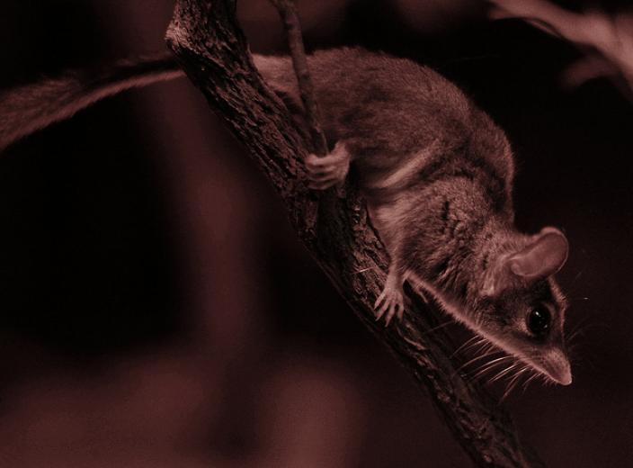 A red-tailed phascogale at Perth Zoo.