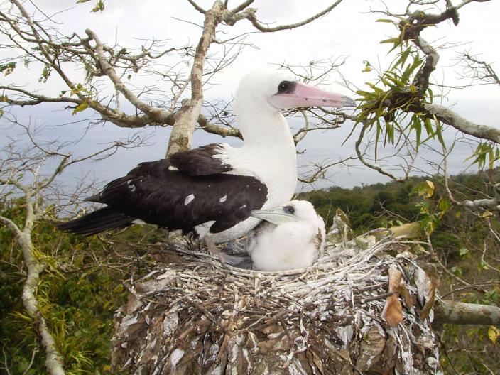 Abbott's Booby, female and chick -  photographed on Christmas Island, August 2007