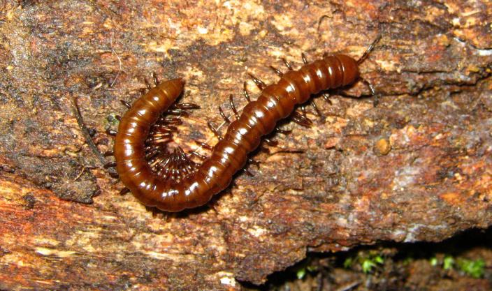 Image of a Marri Keeled Millipede