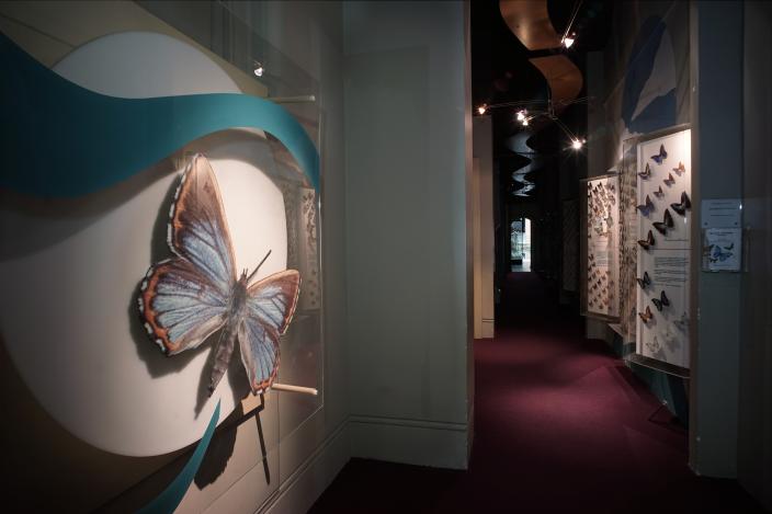 Butterfly Gallery